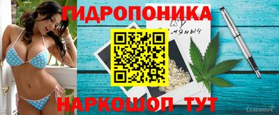 крисы Кингисепп